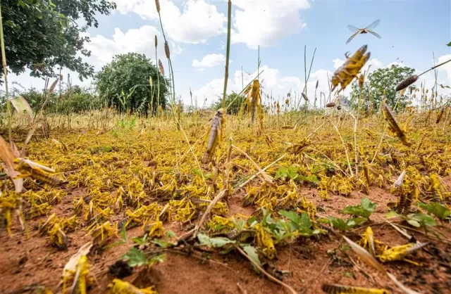 Fighting Locust Swarms Through Improved Soil Nutrition