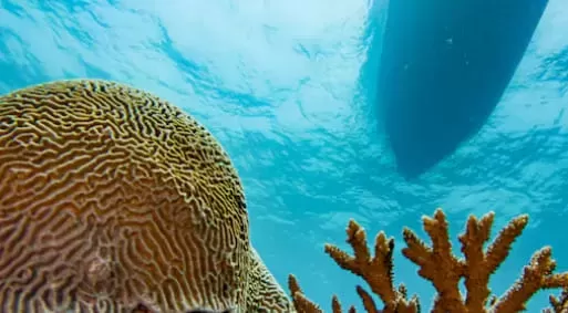 Rising Temperatures Reshape Arabian Gulf Marine Life, Study Reveals